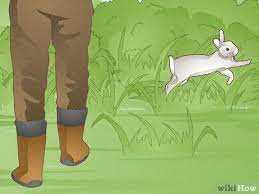 Penalties for Illegally Hunting Rabbits