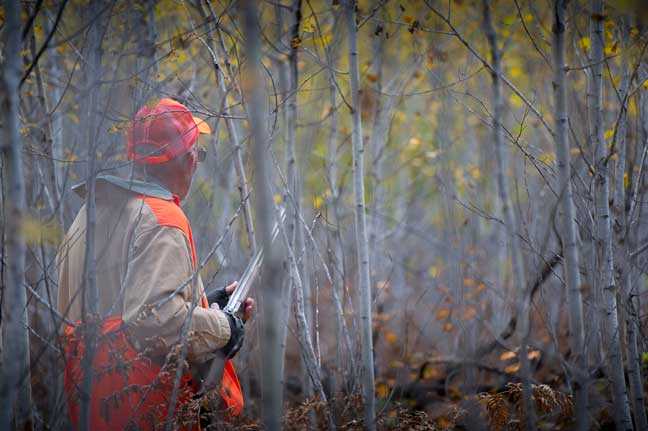 Experience the Excitement of Partridge Hunting in Michigan