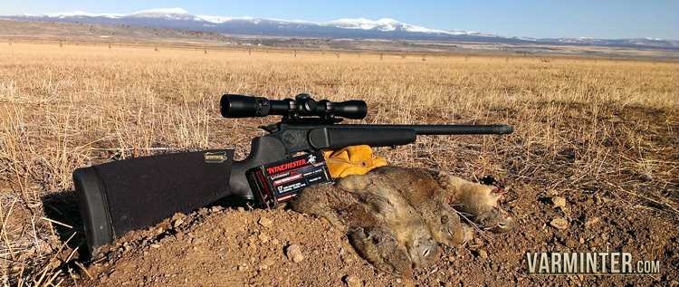 Ground Squirrel Hunting in California Tips and Techniques for a Successful Hunt