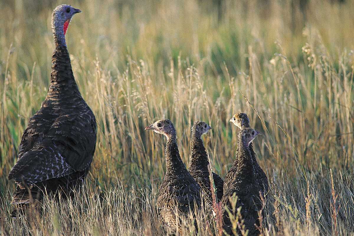 Is Turkey Considered Small Game in Tennessee Exploring Hunting Regulations and Classification