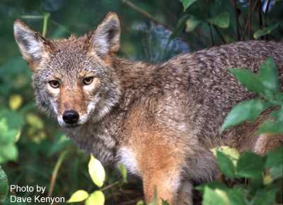 Finding Coyote Habitats
