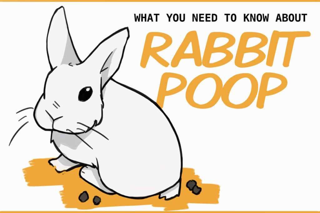 Open Season for Rabbits A Comprehensive Guide