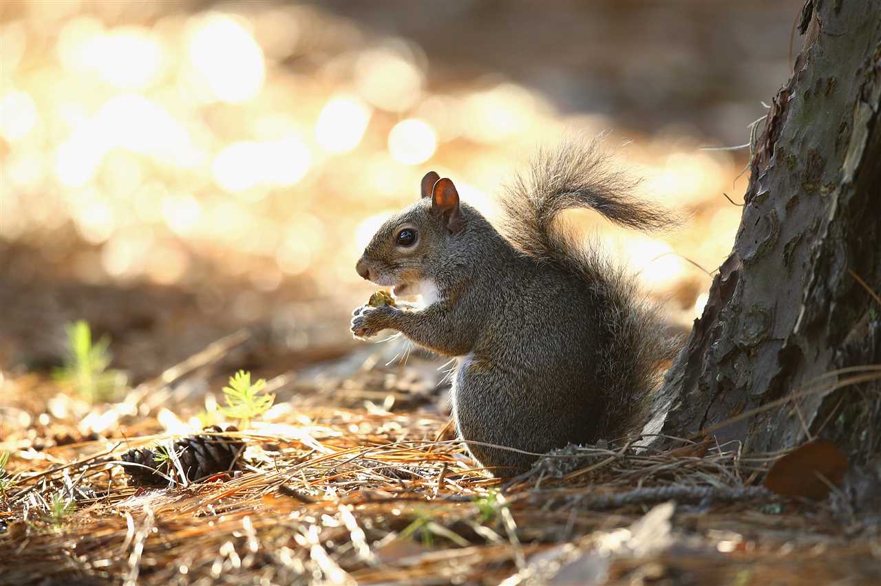 Tips for Successful Squirrel Hunting