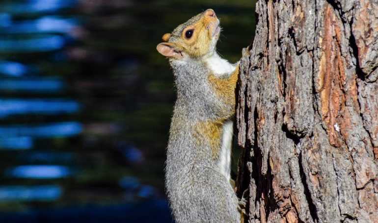 Regulations for Squirrel Hunting in Michigan