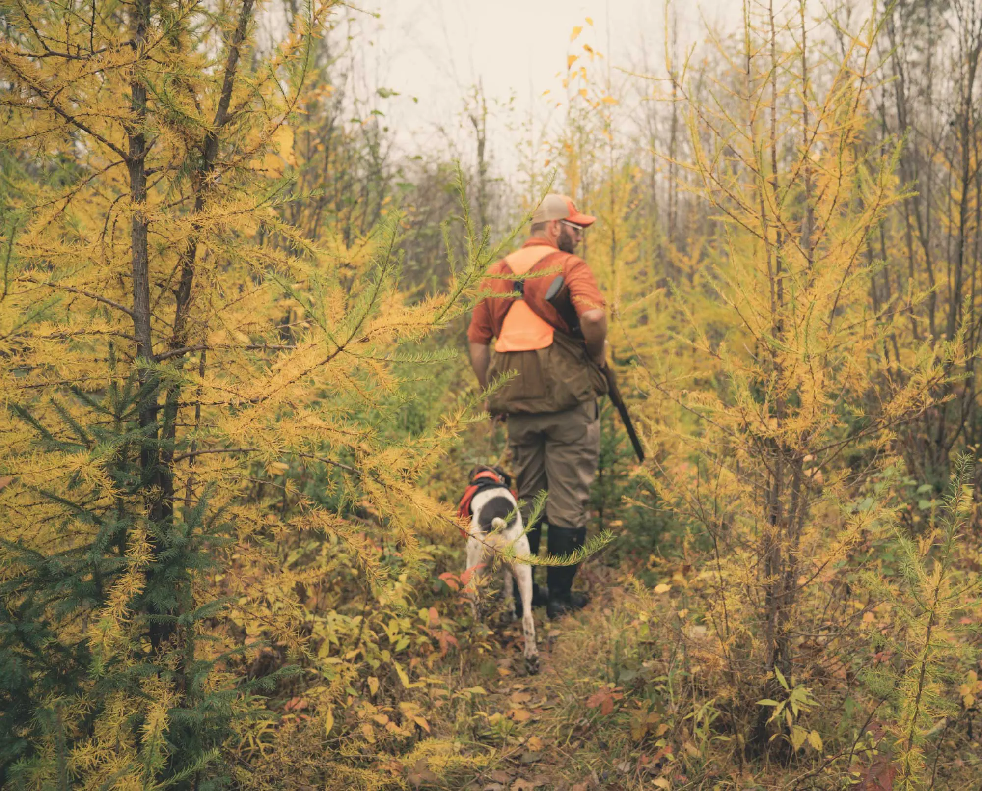 Tips and Techniques for Successful Pheasant Hunting