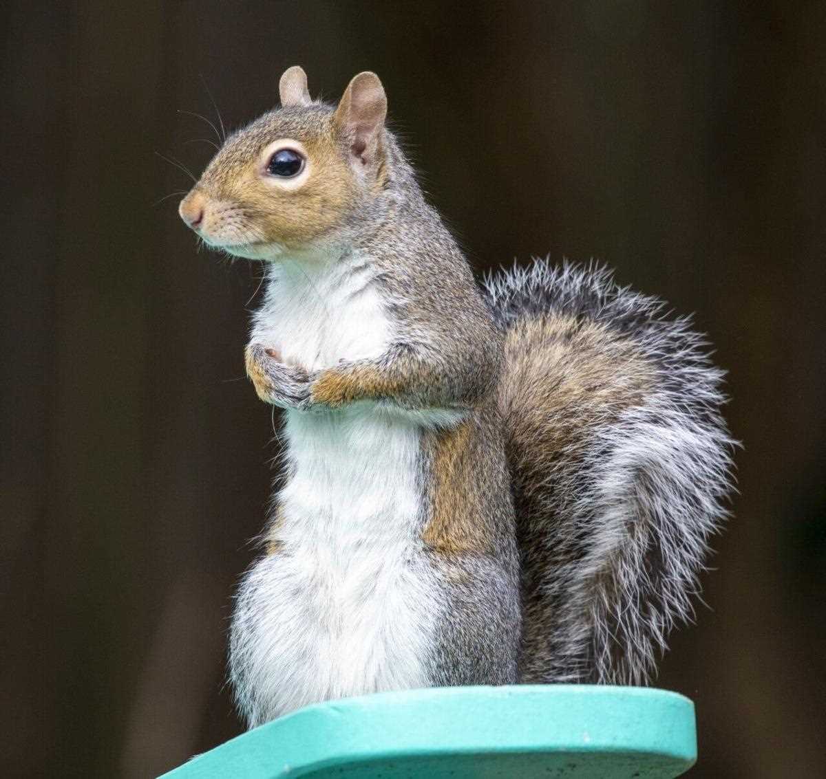 When Does Squirrel Season End in Virginia A Complete Guide