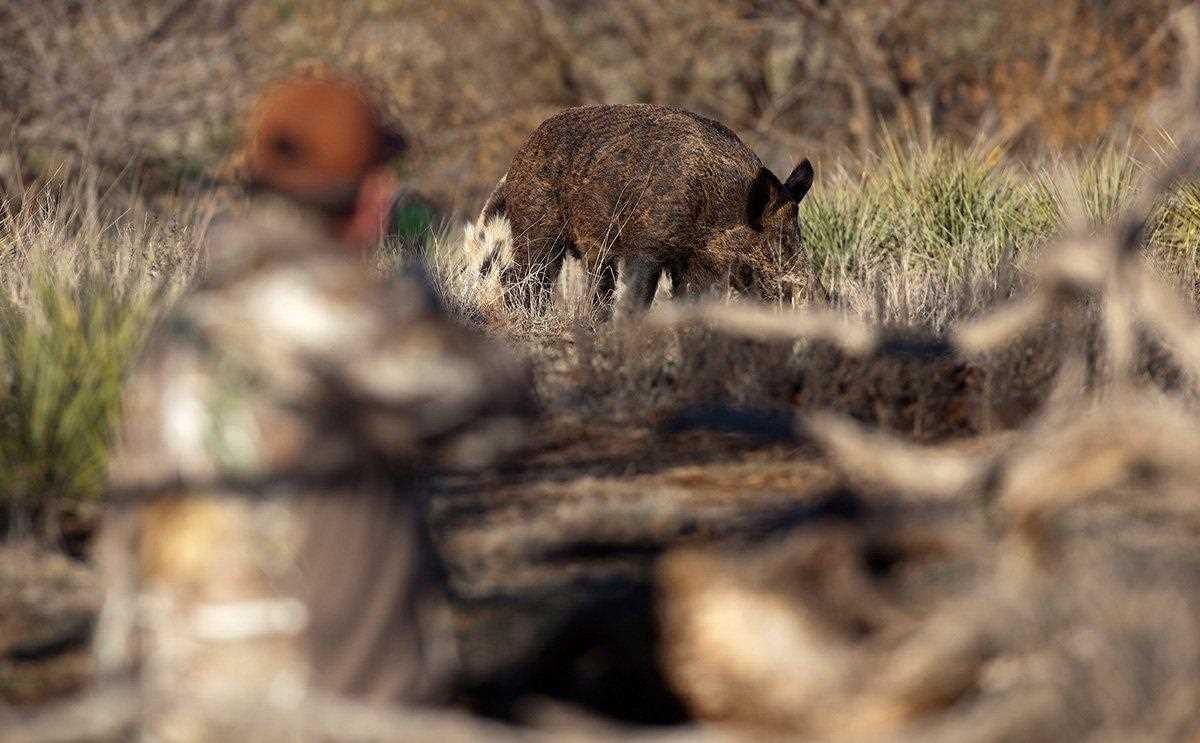 Effects of Wild Pigs on Native Wildlife