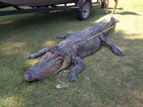 3-Legged Gator a Foot Short of Setting Mississippi Alligator Record Outdoor Life