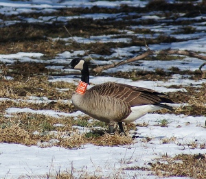 A Banded Goose Almost Saved Christmas Outdoor Life