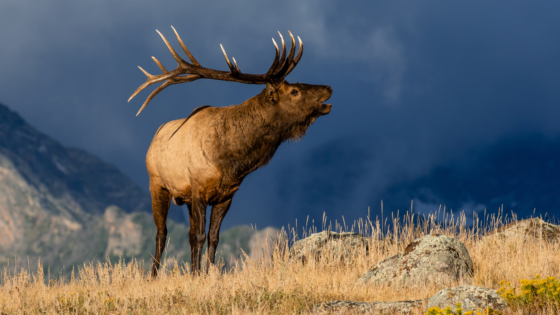 A First Bull Elk Makes New Memories and Revives Old Ones Outdoor Life