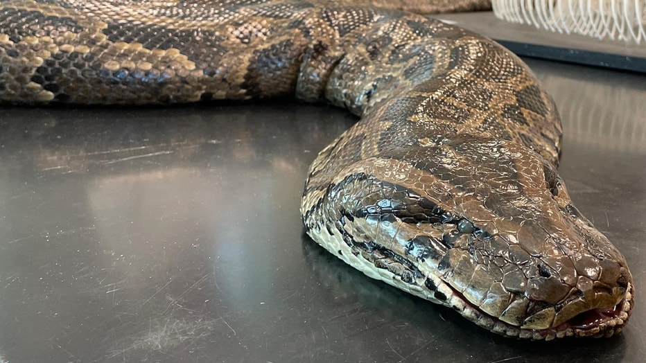 A Record 185-Pound Python Was Just Captured in Florida Outdoor Life