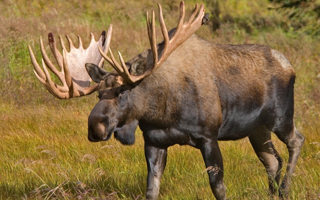 An Alaskan Moose Hunt Ends in Frustration Outdoor Life
