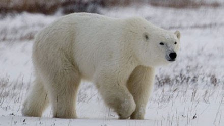 Are Grizzlies and Polar Bears Hybridizing in Alaska Outdoor Life
