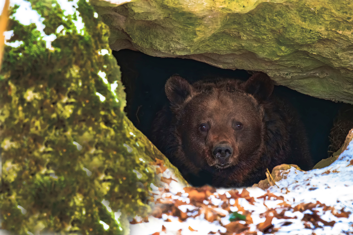 Bear Hibernation Facts and Myths from the Den Outdoor Life