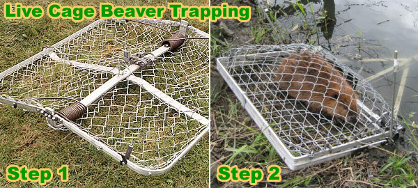 Beaver Trapping How to Get Started Outdoor Life