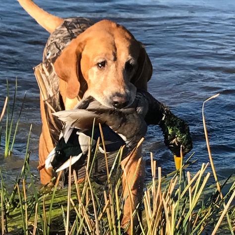 Best Duck Hunting Dogs Outdoor Life