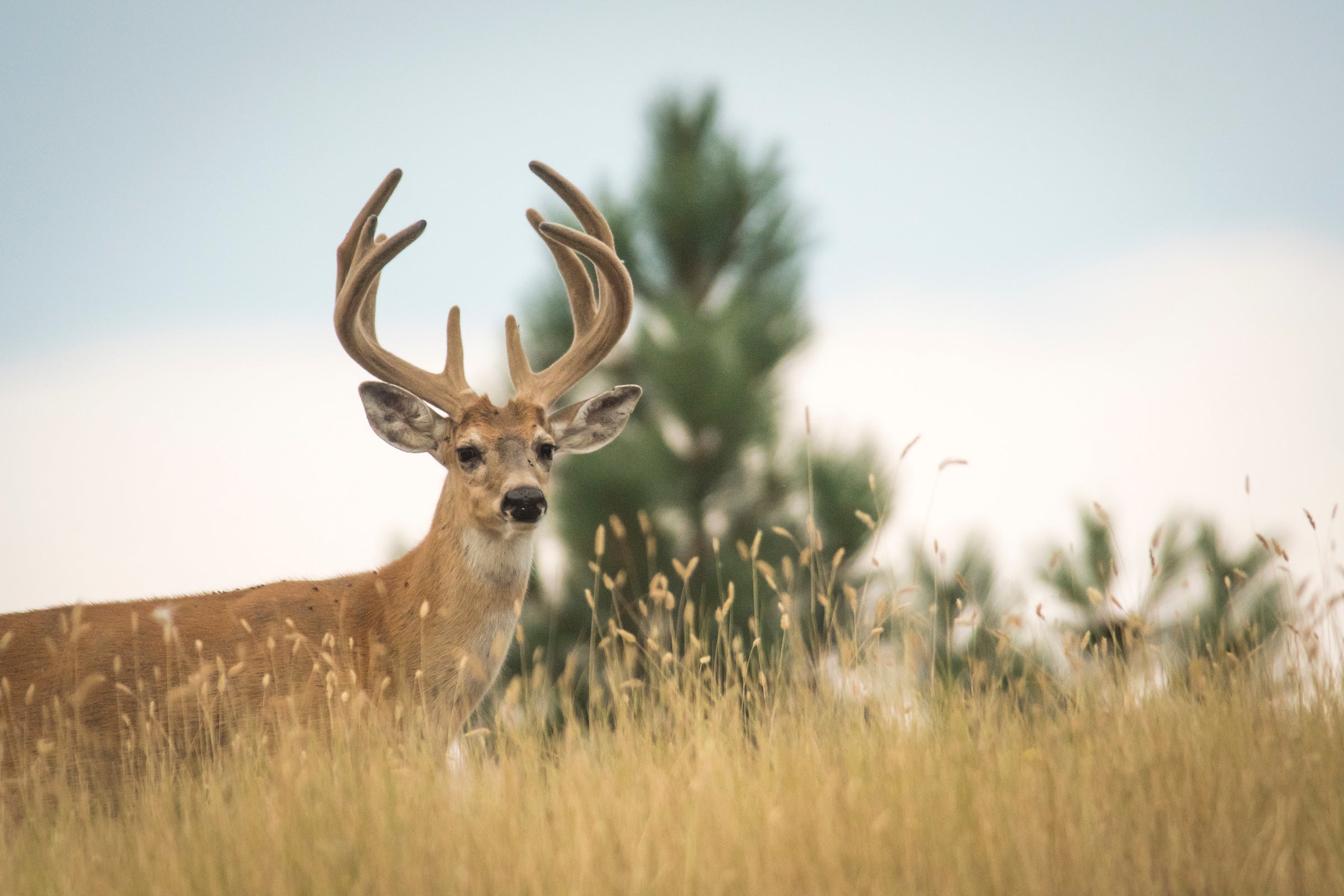 Best Times to Deer Hunt the Rut Outdoor Life
