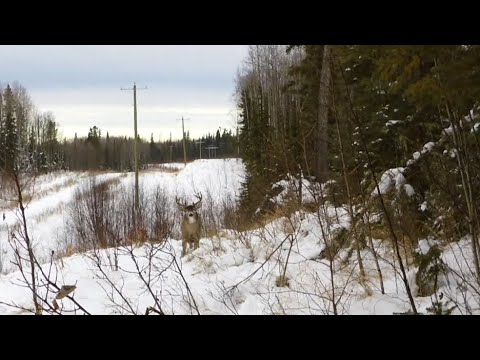 Bowhunter Tags 300-Pound Alberta Whitetail