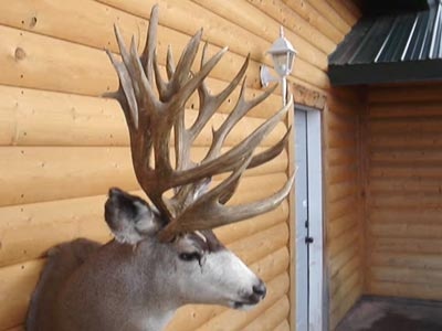 Busting the Biggest Deer Rifle Myths Outdoor Life