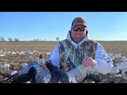 Did the Snow Goose Conservation Order Work Outdoor Life