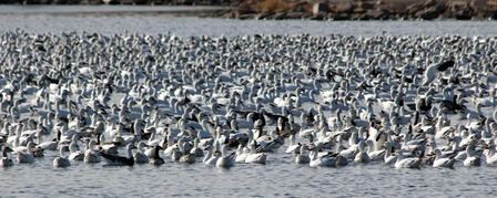 Did the Snow Goose Conservation Order Work Outdoor Life