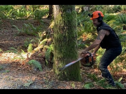 Dumb Thief Tries to Cut Down Tree Stand Loses Saw to Tree Outdoor Life