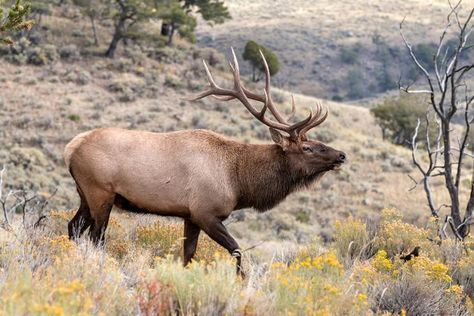 Elk Hunting Tips and Tactics Outdoor Life