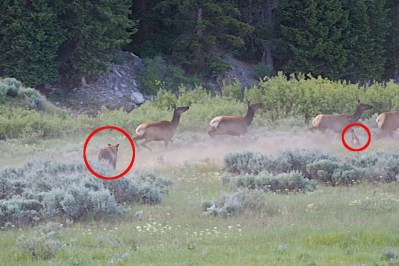 Famous Bear Grizzly 399 Kills Elk Calf on Camera Outdoor Life