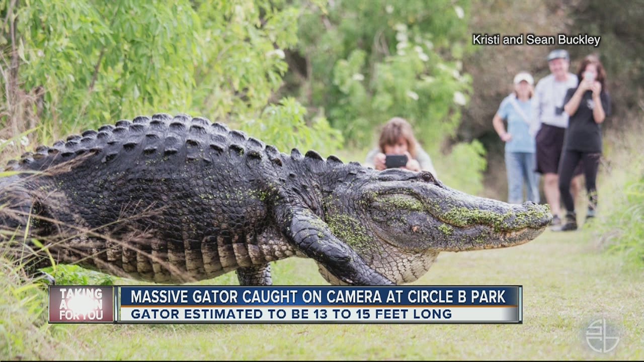 Giant 60-Year-Old Gator Tagged in Florida Outdoor Life