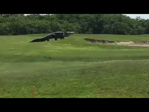 Giant 60-Year-Old Gator Tagged in Florida Outdoor Life