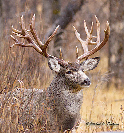 Giant Buck Slated to Become New No 1 in Ontario Record Book Outdoor Life