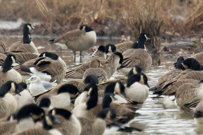 Goose Hunting Tips and Tactics Outdoor Life