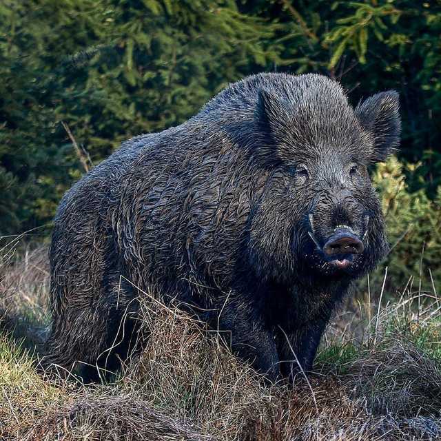 Hog Hunter Drops Giant Boar on Nighttime Stalk Outdoor Life