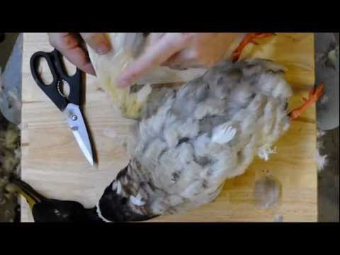 How to Pluck a Duck Outdoor Life