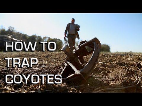 How to Trap Coyotes Outdoor Life
