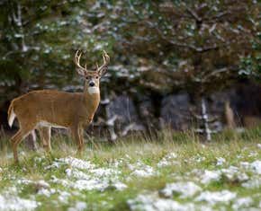 Last Season Hunters Harvested the Most Bucks in 21 Years Outdoor Life