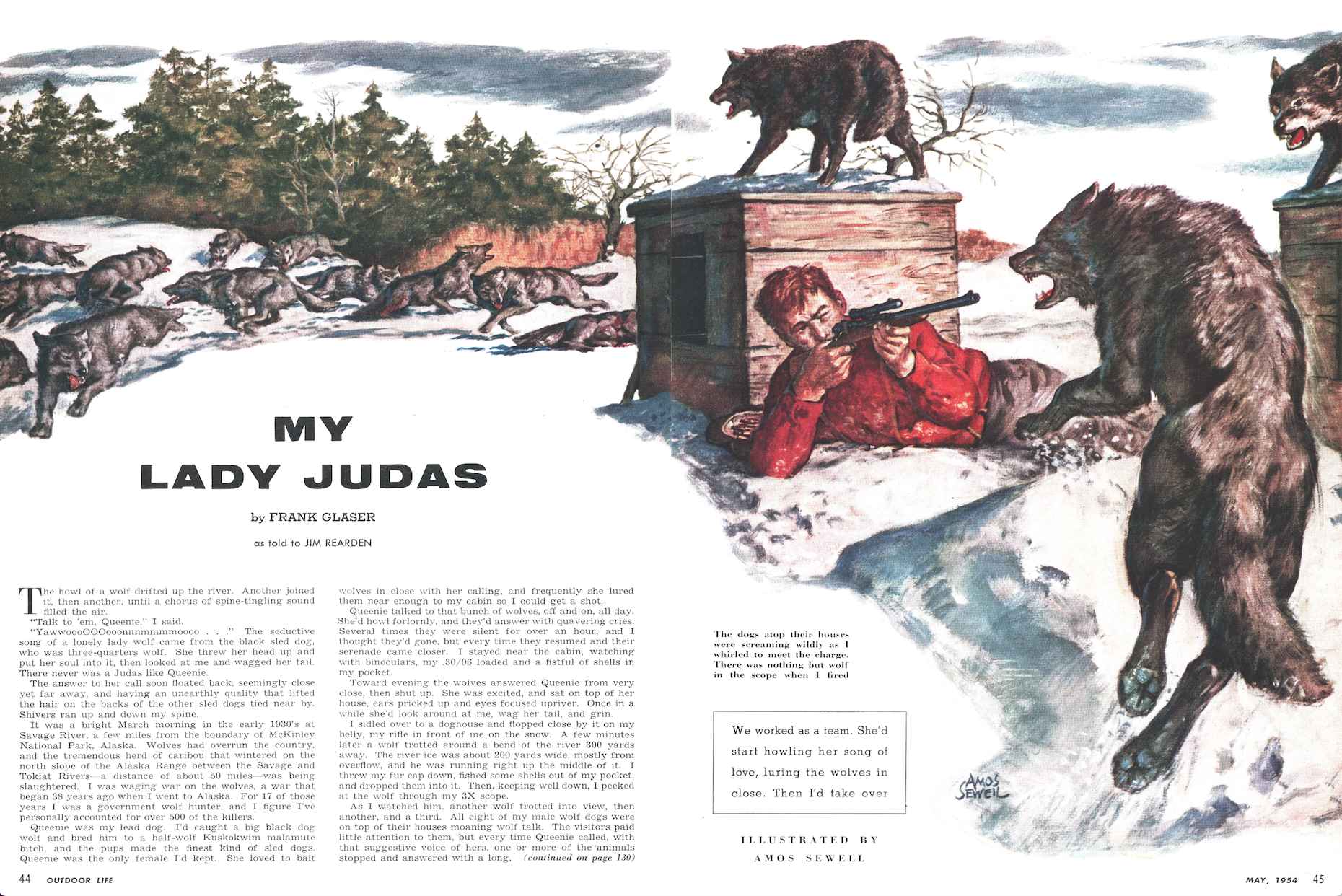 My Lady Judas the Wolf-Dog That Lured in a Pack of Wolves for Frank Glaser