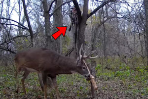 Ohio Bowhunter Tags a Giant Buck on a Small Property Outdoor Life