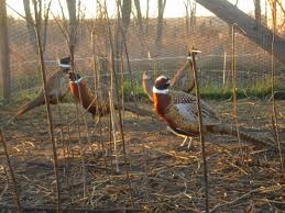 Pen-Raised Pheasants as a Hunter Recruitment Tool Outdoor Life