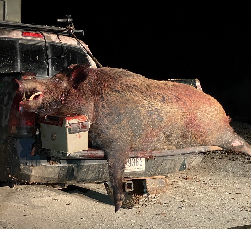 Texas Hunter Gets Tossed by a 300-Pound Wild Boar Outdoor Life