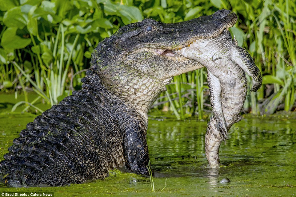 Texas Man Catches Mossy-Tailed Beast of an Alligator Outdoor Life