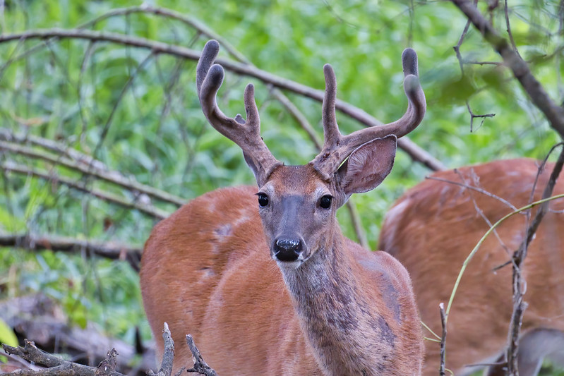 The Best States For Hunting Whitetail Bucks in Velvet Outdoor Life