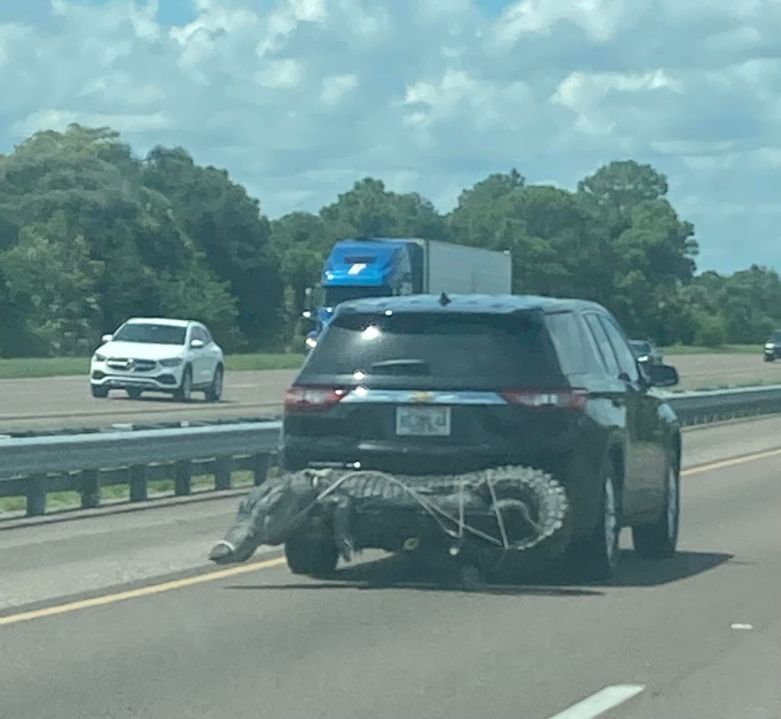 This Gator Strapped to an SUV Is the Most Florida Outdoor Life
