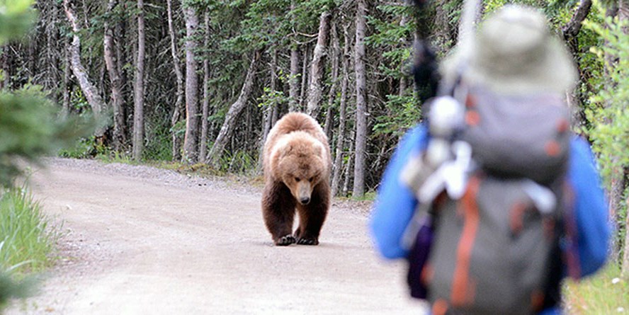 When Bears Don t Fear People They re Trouble Outdoor Life