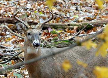 Why Are There Still Deer at CWD-Positive Shooting Facilities Outdoor Life